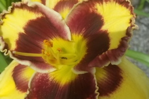 Hemerocallis 'Pansy Face Charmer' New 2024